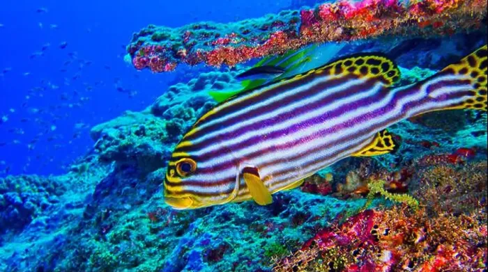 Framed Print : Striped Oriental Sweetlips, Plectorhinchus orientalis, North Ari Atoll, Maldives, Indian Ocean, Asia Framed Print : Striped Oriental Sweetlips, Plectorhinchus orientalis, North Ari Atoll, Maldives, Indian Ocean, Asia