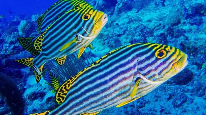 Framed Print : Striped Oriental Sweetlips, Plectorhinchus orientalis, North Ari Atoll, Maldives, Indian Ocean, Asia Framed Print : Striped Oriental Sweetlips, Plectorhinchus orientalis, North Ari Atoll, Maldives, Indian Ocean, Asia