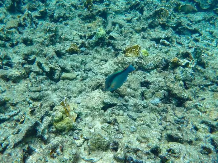 Framed Print : Striped parrotfish (Scarus taeniopterus) feeding on damged coral reef, Bonaire, Caribbean Netherlands Framed Print : Striped parrotfish (Scarus taeniopterus) feeding on damged coral reef, Bonaire, Caribbean Netherlands
