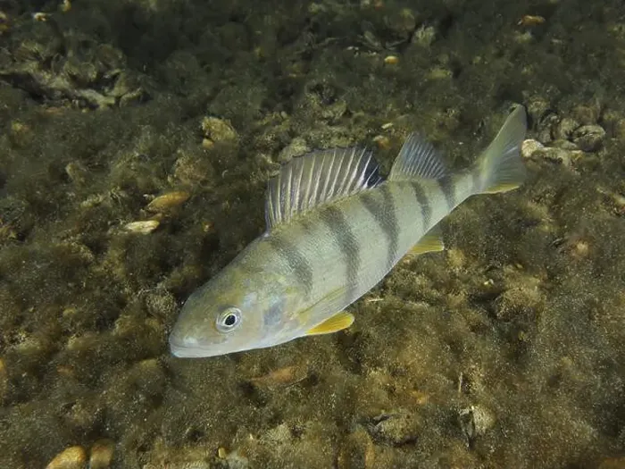 Framed Print : A striped river perch (Perca fluviatilis) Framed Print : A striped river perch (Perca fluviatilis)