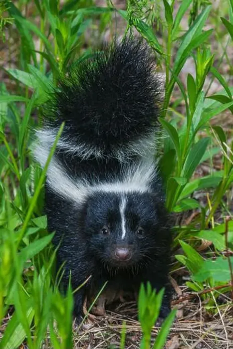 Framed Print : Striped skunk youngster near hiking trail, Montana, USA