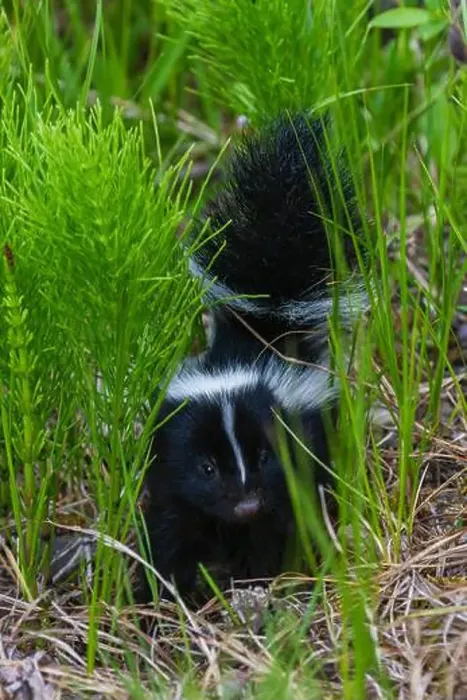 Framed Print : Striped skunk youngster near hiking trail, Montana, USA Framed Print : Striped skunk youngster near hiking trail, Montana, USA