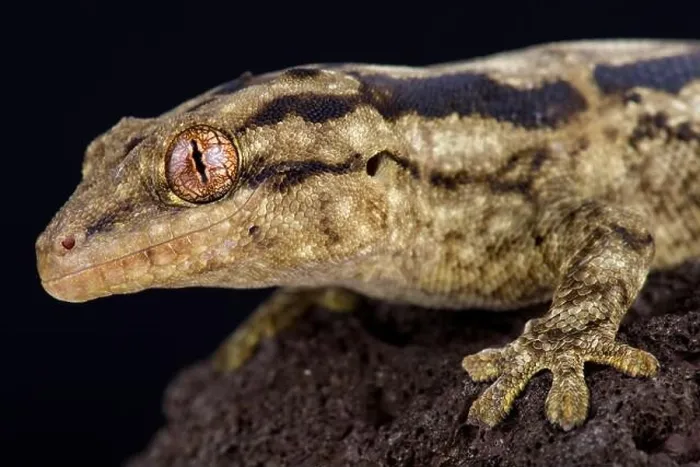 Framed Print : The Striped velvet gecko (Homopholis arnoldi) is a large, nocturnal gecko species from Southern Africa Framed Print : The Striped velvet gecko (Homopholis arnoldi) is a large, nocturnal gecko species from Southern Africa