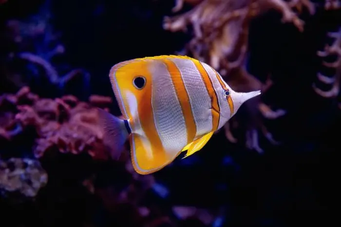 Framed Print : Striped yellow and white tropical fish swimming near a coral reef Framed Print : Striped yellow and white tropical fish swimming near a coral reef