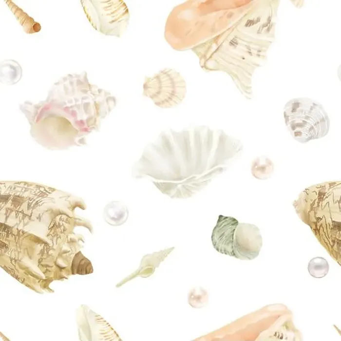 Framed Print : Strombus clam shells, cornuta cassis Framed Print : Strombus clam shells, cornuta cassis