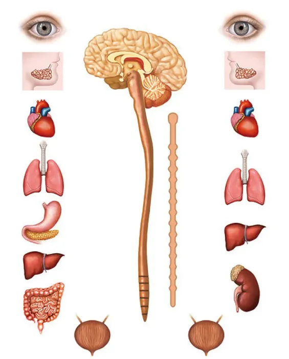 Framed Print : Structure of the human parasympathetic nervous systems Framed Print : Structure of the human parasympathetic nervous systems
