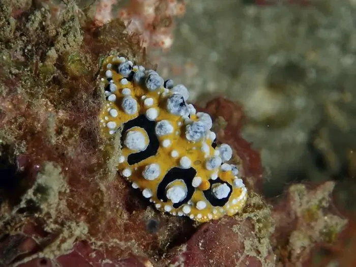 Framed Print : Structured eyespot wart slug (Phyllidia ocellata) in yellow and black on a sea sponge Framed Print : Structured eyespot wart slug (Phyllidia ocellata) in yellow and black on a sea sponge