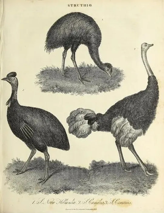 Framed Print : Struthio [Type genus of the Struthionidae Framed Print : Struthio [Type genus of the Struthionidae