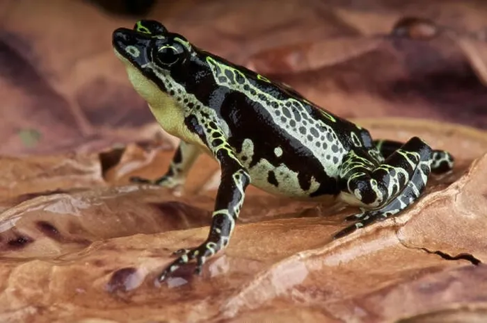 Framed Print : Stubfood toad / Atelopus spumarius Framed Print : Stubfood toad / Atelopus spumarius