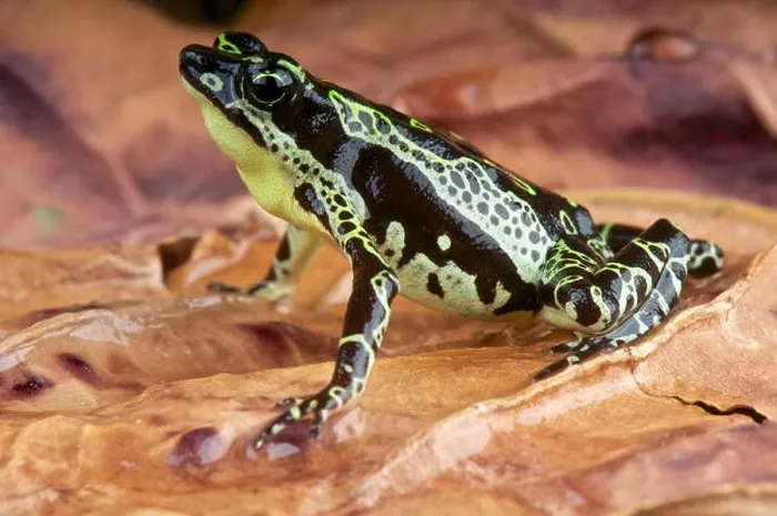 Framed Print : Stubfood toad / Atelopus spumarius Framed Print : Stubfood toad / Atelopus spumarius