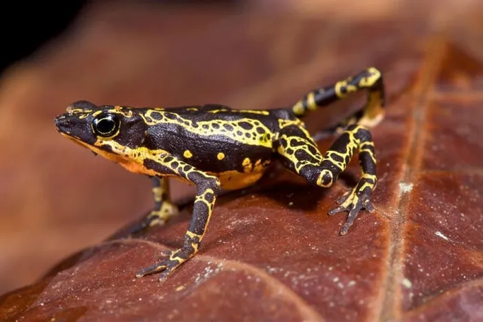 Framed Print : Stubfoot toad, Atelopus spumarius Framed Print : Stubfoot toad, Atelopus spumarius