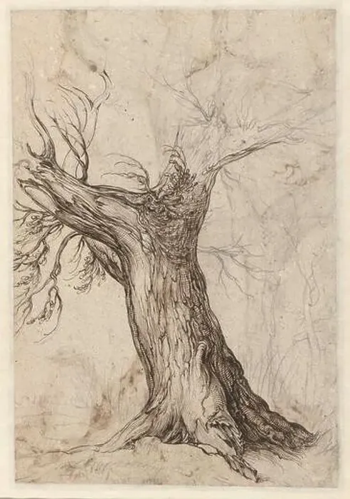 Framed Print : Study of a tree trunk. Jacques de Gheyn regularly ventured out into nature Framed Print : Study of a tree trunk. Jacques de Gheyn regularly ventured out into nature