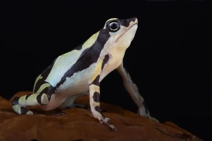 Framed Print : Stumpfoot toad (Atelopus hoogmoedi) Framed Print : Stumpfoot toad (Atelopus hoogmoedi)