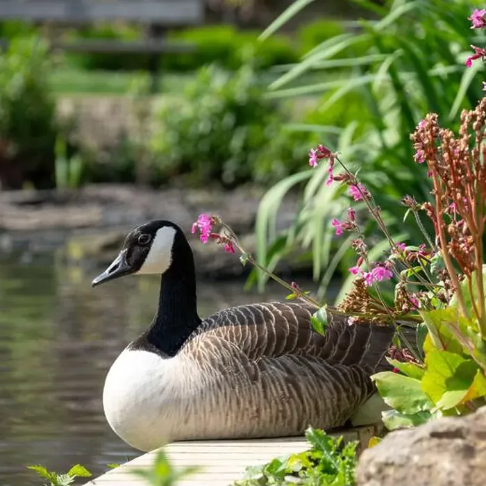 Framed Print : Stunning Canada goose at the edge of the lake Framed Print : Stunning Canada goose at the edge of the lake