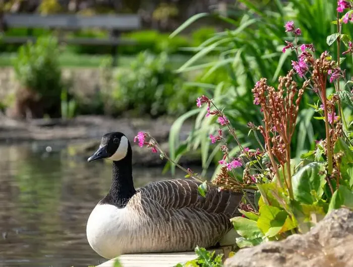 Framed Print : Stunning Canada goose at the edge of the lake Framed Print : Stunning Canada goose at the edge of the lake
