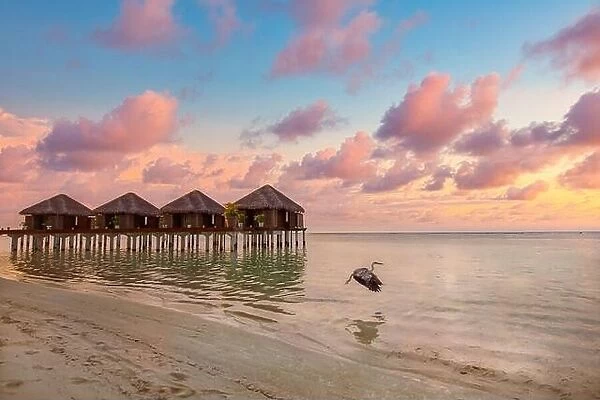 Stunning colorful sunset sky with clouds seaside horizon. Over water villas in Maldives with wildlife at sunrise. Dream travel landscape, fantastic