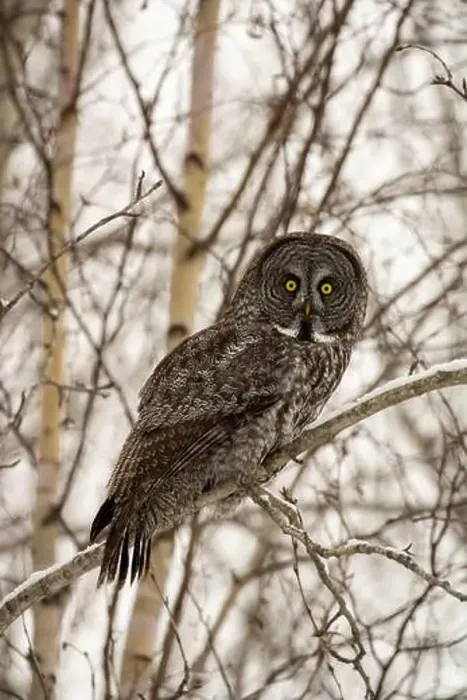 Framed Print : This Stunning Great grey owl, perched upon a snowy tree branch in search of his next meal Framed Print : This Stunning Great grey owl, perched upon a snowy tree branch in search of his next meal
