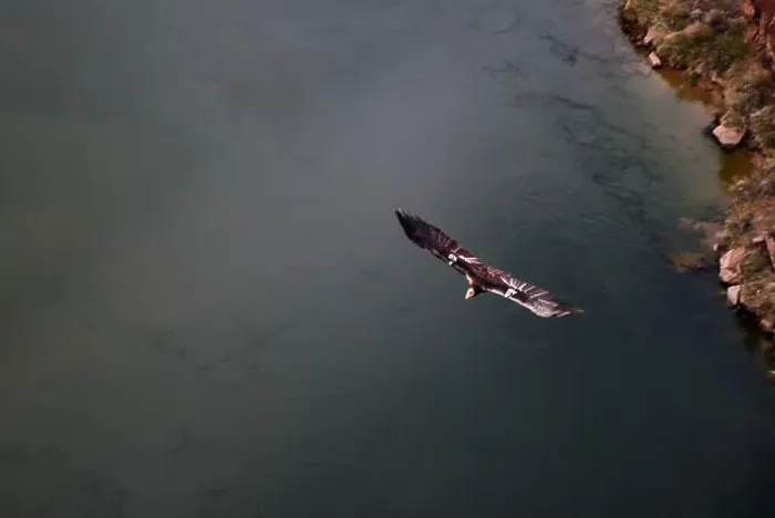 Framed Print : Stunning image of a California Condor in flight over the Colorado River in Marble Canyon, Arizona
