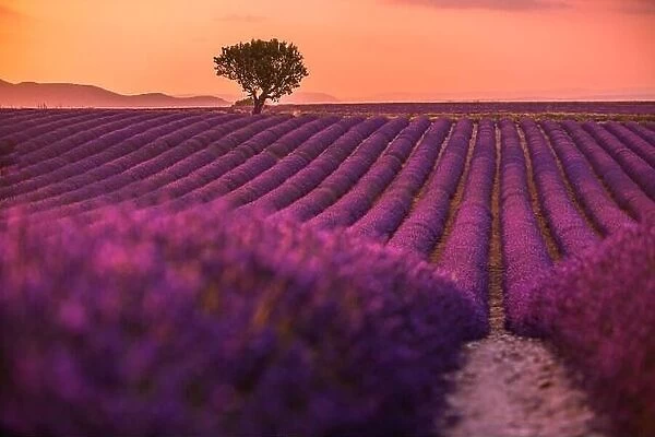 Stunning landscape with lavender field at sunset. Blooming violet fragrant lavender flowers with sun rays with warm sunset sky