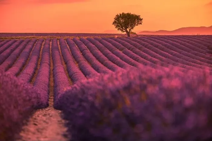 Framed Print : Stunning landscape with lavender field at sunset. Blooming violet fragrant lavender flowers with sun rays with warm sunset sky Framed Print : Stunning landscape with lavender field at sunset. Blooming violet fragrant lavender flowers with sun rays with warm sunset sky