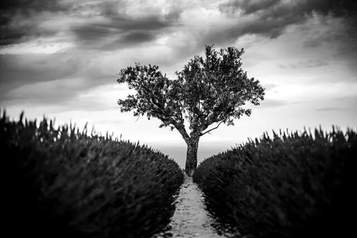 Framed Print : Stunning lavender field landscape Summer sunset in monochrome. Black and white view of lonely tree, dramatic nature background Framed Print : Stunning lavender field landscape Summer sunset in monochrome. Black and white view of lonely tree, dramatic nature background
