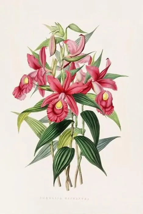 Framed Print : Stunning orchid plant and flowers indigenous to Mexico and Guatemala, meticulously painted during the 19th century Framed Print : Stunning orchid plant and flowers indigenous to Mexico and Guatemala, meticulously painted during the 19th century