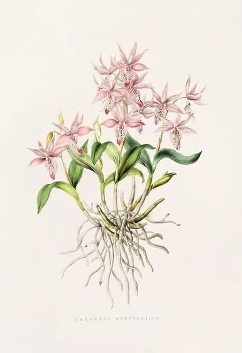 Framed Print : Stunning orchid plant and flowers indigenous to Mexico and Guatemala, meticulously painted during the 19th century Framed Print : Stunning orchid plant and flowers indigenous to Mexico and Guatemala, meticulously painted during the 19th century
