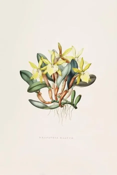 Framed Print : Stunning orchid plant and flowers indigenous to Mexico and Guatemala, meticulously painted during the 19th century Framed Print : Stunning orchid plant and flowers indigenous to Mexico and Guatemala, meticulously painted during the 19th century