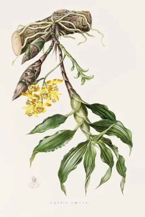 Framed Print : Stunning orchid plant and flowers indigenous to Mexico and Guatemala, meticulously painted during the 19th century Framed Print : Stunning orchid plant and flowers indigenous to Mexico and Guatemala, meticulously painted during the 19th century