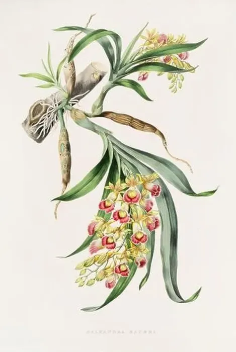 Framed Print : Stunning orchid plant and flowers indigenous to Mexico and Guatemala, meticulously painted during the 19th century Framed Print : Stunning orchid plant and flowers indigenous to Mexico and Guatemala, meticulously painted during the 19th century