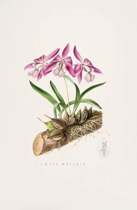 Framed Print : Stunning orchid plant and flowers indigenous to Mexico and Guatemala, meticulously painted during the 19th century Framed Print : Stunning orchid plant and flowers indigenous to Mexico and Guatemala, meticulously painted during the 19th century