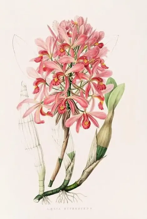 Framed Print : Stunning orchid plant and flowers indigenous to Mexico and Guatemala, meticulously painted during the 19th century Framed Print : Stunning orchid plant and flowers indigenous to Mexico and Guatemala, meticulously painted during the 19th century