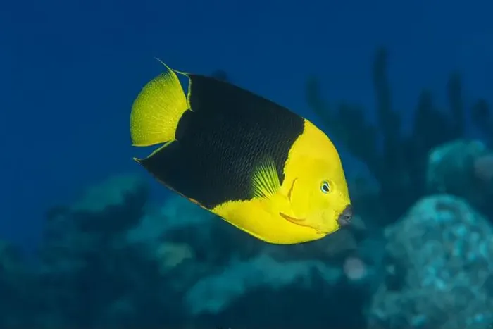 Framed Print : A stunning Rock beauty angelfish or Holacanthus tricolor swims gracefully near the coral reefs of Bonaire Framed Print : A stunning Rock beauty angelfish or Holacanthus tricolor swims gracefully near the coral reefs of Bonaire