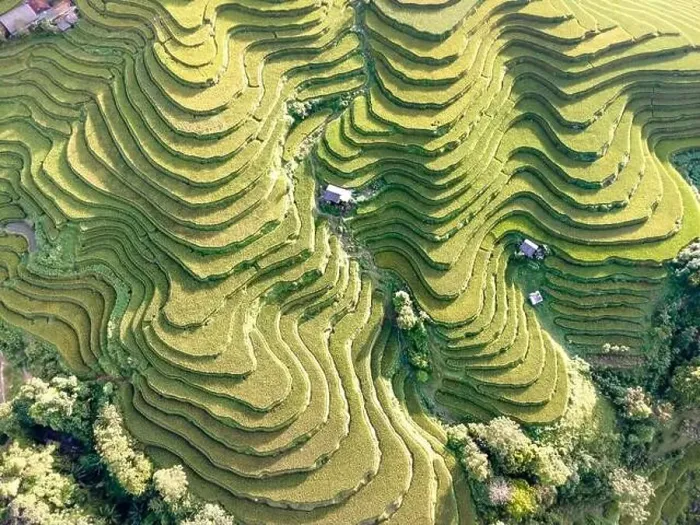 Framed Print : See the stunning scenery of rice terraces during the ripe rice season in Thong Nguyen commune Framed Print : See the stunning scenery of rice terraces during the ripe rice season in Thong Nguyen commune