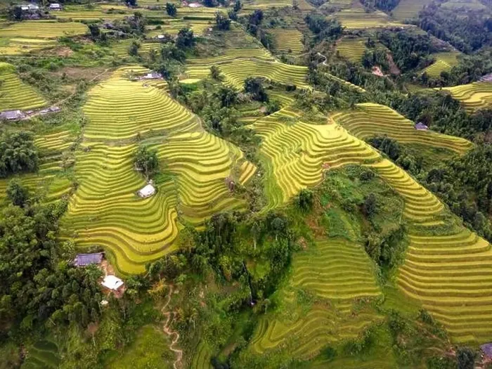 Framed Print : See the stunning scenery of rice terraces during the ripe rice season in Thong Nguyen commune Framed Print : See the stunning scenery of rice terraces during the ripe rice season in Thong Nguyen commune
