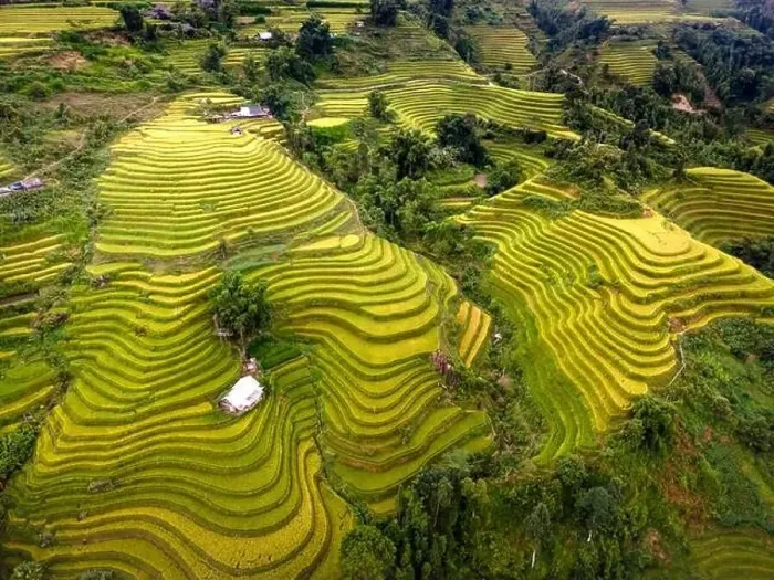 Framed Print : See the stunning scenery of rice terraces during the ripe rice season in Thong Nguyen commune Framed Print : See the stunning scenery of rice terraces during the ripe rice season in Thong Nguyen commune