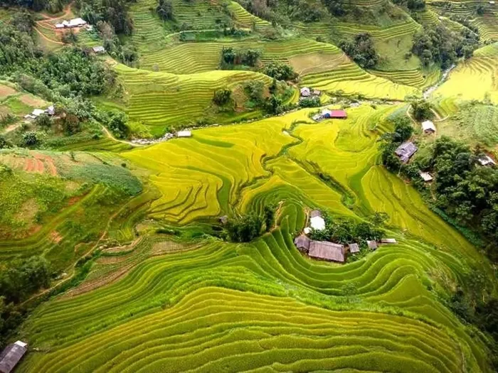 Framed Print : See the stunning scenery of rice terraces during the ripe rice season in Thong Nguyen commune Framed Print : See the stunning scenery of rice terraces during the ripe rice season in Thong Nguyen commune