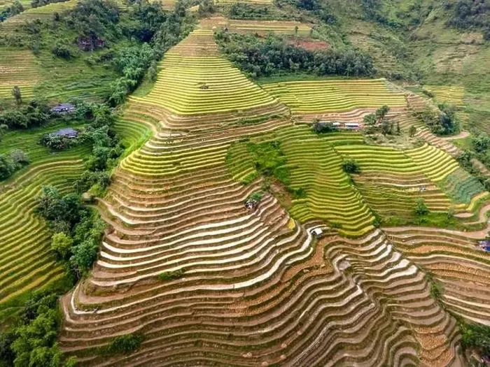 Framed Print : See the stunning scenery of rice terraces during the ripe rice season in Thong Nguyen commune Framed Print : See the stunning scenery of rice terraces during the ripe rice season in Thong Nguyen commune