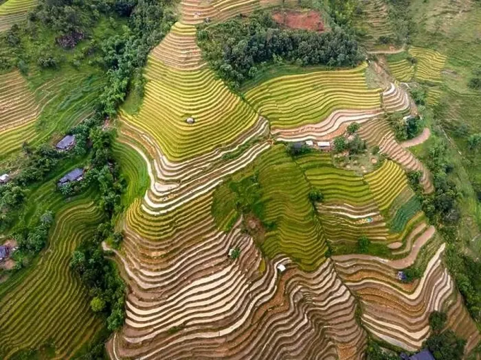 Framed Print : See the stunning scenery of rice terraces during the ripe rice season in Thong Nguyen commune Framed Print : See the stunning scenery of rice terraces during the ripe rice season in Thong Nguyen commune