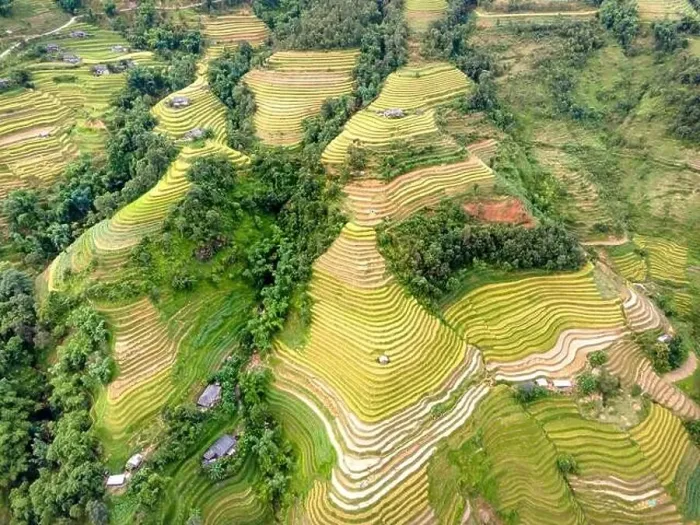 Framed Print : See the stunning scenery of rice terraces during the ripe rice season in Thong Nguyen commune