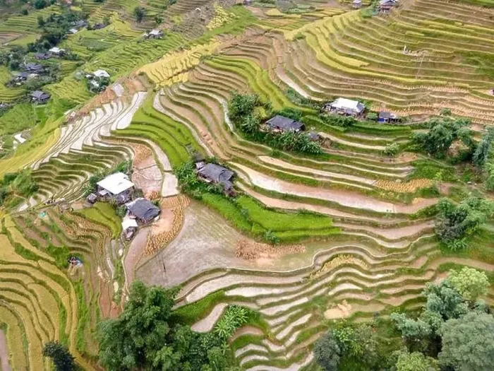 Framed Print : See the stunning scenery of rice terraces during the ripe rice season in Thong Nguyen commune Framed Print : See the stunning scenery of rice terraces during the ripe rice season in Thong Nguyen commune