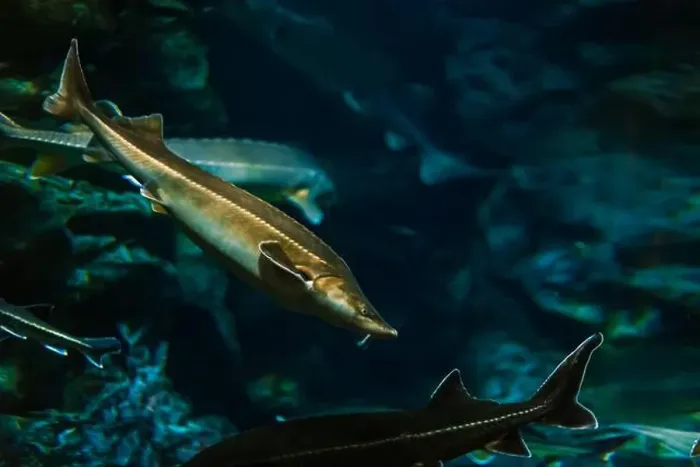 Framed Print : Sturgeon fish in its natural habitat Framed Print : Sturgeon fish in its natural habitat