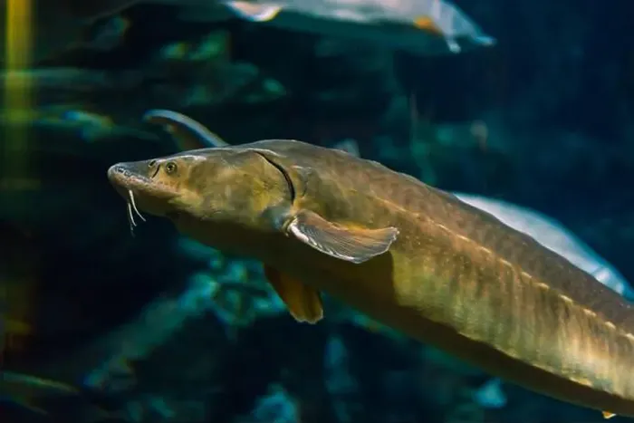 Framed Print : Sturgeon fish in its natural habitat. Oceanarium, wildlife, colorful underwater world, aquarium Framed Print : Sturgeon fish in its natural habitat. Oceanarium, wildlife, colorful underwater world, aquarium