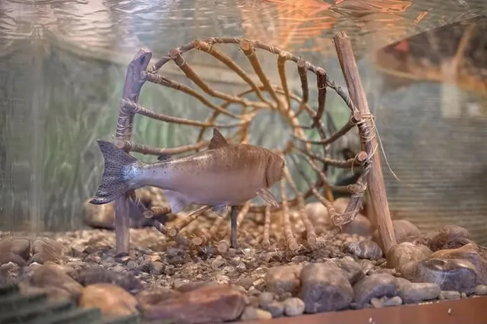 Framed Print : Sturgeon swimming near a wooden wheel in a clear tank, suitable for aquatic life documentaries and educational displays Framed Print : Sturgeon swimming near a wooden wheel in a clear tank, suitable for aquatic life documentaries and educational displays