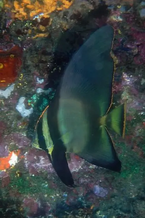 Framed Print : Sub-adult Pinnate Spadefish, Platax pinnatus, Nudi Falls dive site, Lembeh Straits, Sulawesi, Indonesia Framed Print : Sub-adult Pinnate Spadefish, Platax pinnatus, Nudi Falls dive site, Lembeh Straits, Sulawesi, Indonesia