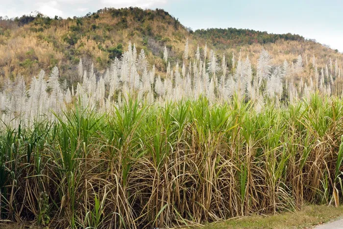 Framed Print : sugar cane field in north Thailand Framed Print : sugar cane field in north Thailand