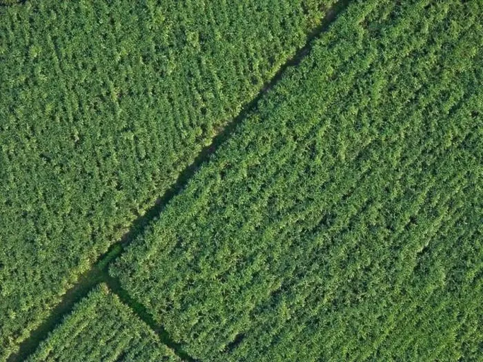 Framed Print : Sugar cane plant field above top drone view Framed Print : Sugar cane plant field above top drone view