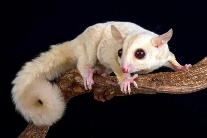 Framed Print : Sugar glider (Petaurus breviceps) albino Framed Print : Sugar glider (Petaurus breviceps) albino