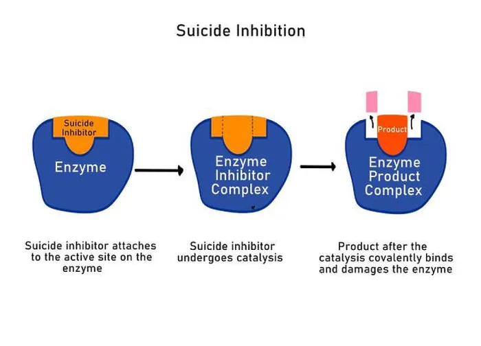 Framed Print : Suicide inhibition in enzymes, illustration Framed Print : Suicide inhibition in enzymes, illustration