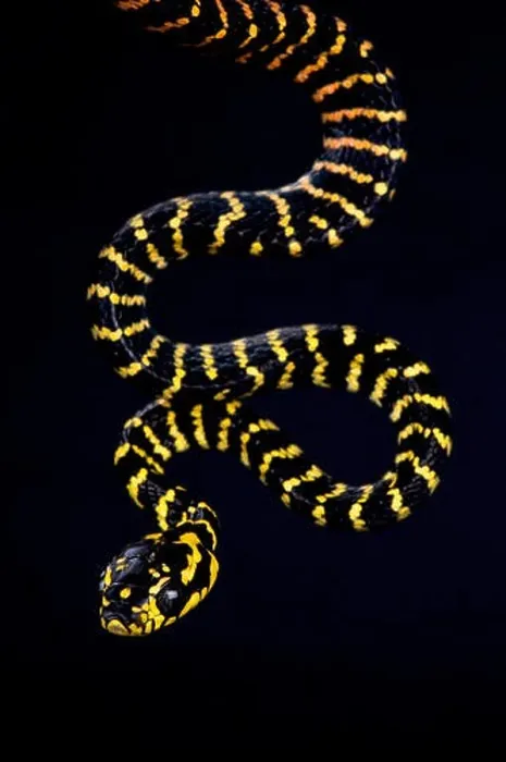 Framed Print : Sulawesi gold ringed snake (Boiga dendrophila gemmicincta) Framed Print : Sulawesi gold ringed snake (Boiga dendrophila gemmicincta)